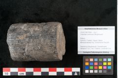 Foto (Objekt + Etikett) von Calamites communis Ettingshausen (NHMW-GEO-2024-0188-10959)